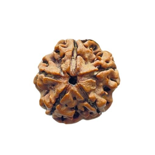 5 Mukhi Rudraksha (20.27 Mm)