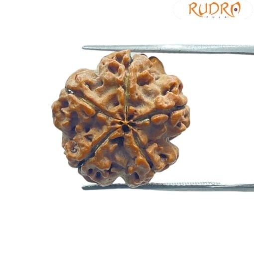5 Mukhi Rudraksha (20.40 Mm)