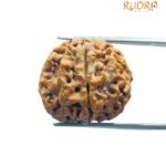 5 Mukhi Rudraksha (20.40 Mm)