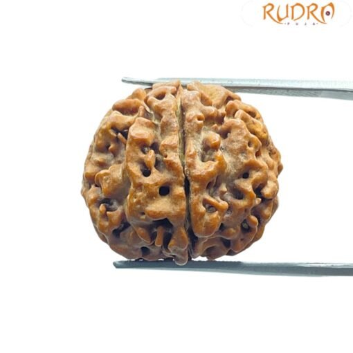 5 Mukhi Rudraksha (20.40 Mm)