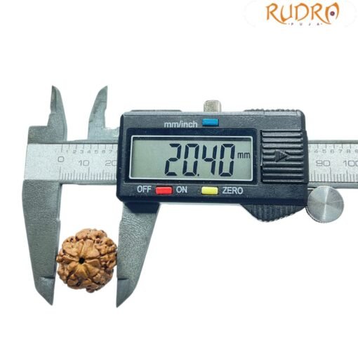 5 Mukhi Rudraksha (20.40 Mm)