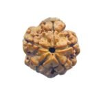 5 Mukhi Rudraksha (20.40 Mm)