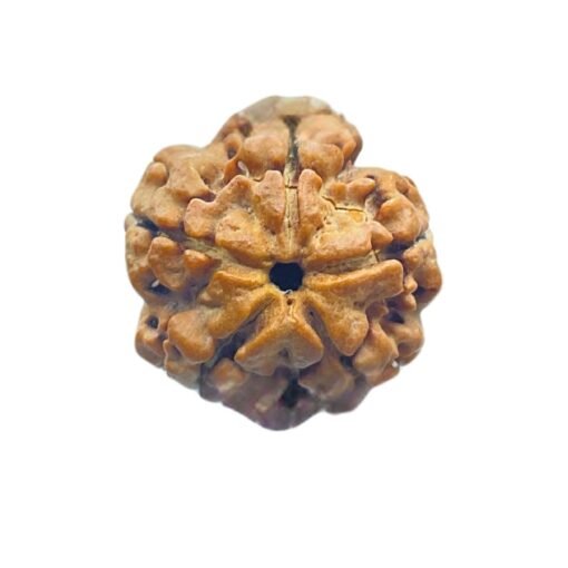 5 Mukhi Rudraksha (20.40 Mm)