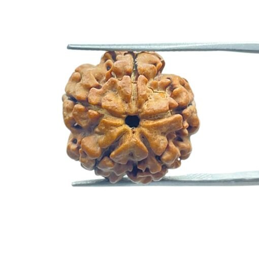 5 Mukhi Rudraksha (20.40 Mm)