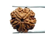5 Mukhi Rudraksha (20.45 MM)