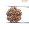 5 Mukhi Rudraksha (20.45 Mm)