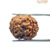 5 Mukhi Rudraksha (20.45 Mm)