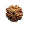 5 Mukhi Rudraksha (20.45 Mm)