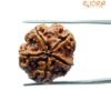 5 Mukhi Rudraksha (20.60 Mm)