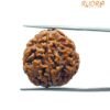 5 Mukhi Rudraksha (20.60 Mm)