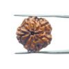 5 Mukhi Rudraksha (21.10 Mm)