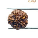 5 Mukhi Rudraksha (21.10 Mm)