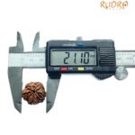 5 Mukhi Rudraksha (21.10 Mm)