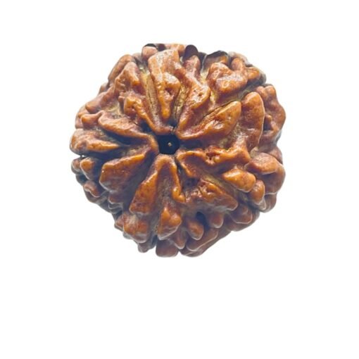 5 Mukhi Rudraksha (21.10 Mm)