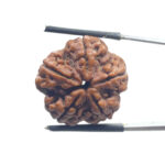 5 Mukhi Rudraksha - (24.26 MM)