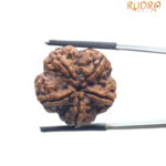 5 Mukhi Rudraksha - (24.26 MM)