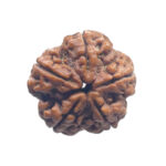 5 Mukhi Rudraksha - (24.26 MM)