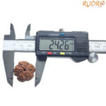 5 Mukhi Rudraksha - (24.26 MM)