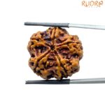 5 Mukhi Rudraksha (24.30 MM)