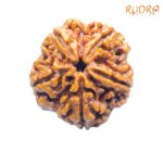 5 Mukhi Rudraksha (24.30 MM)