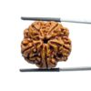 5 Mukhi Rudraksha (24.30 MM)