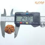 5 Mukhi Rudraksha (24.30 MM)