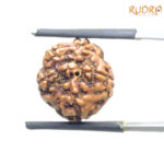 5 Mukhi Rudraksha Nepal - (15.64 MM)