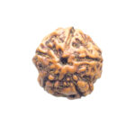 5 Mukhi Rudraksha Nepal - (15.64 MM)