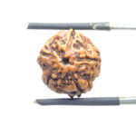 5 Mukhi Rudraksha Nepal - (15.64 MM)