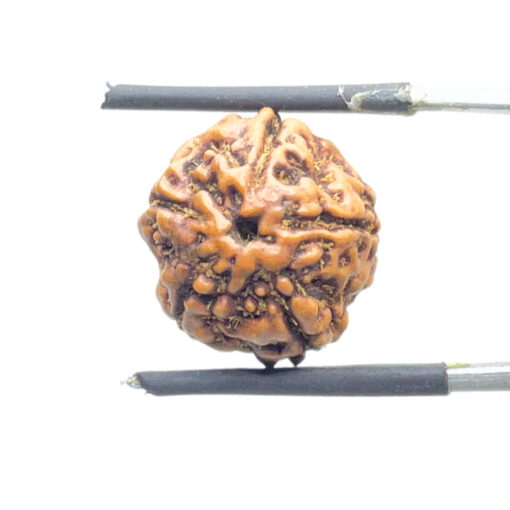 5 Mukhi Rudraksha Nepal - (15.64 MM)