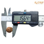 5 Mukhi Rudraksha Nepal - (15.64 MM)