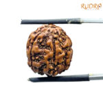 5 Mukhi Rudraksha Nepal - (15.64 MM)