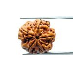 5 Mukhi Rudraksha Nepal - (15.80 MM)