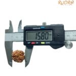 5 Mukhi Rudraksha Original Nepal - (20.50 Mm)