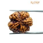 5 Mukhi Rudraksha Nepal - (15.80 Mm)