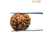 5 Mukhi Rudraksha Nepal - (15.80 Mm)