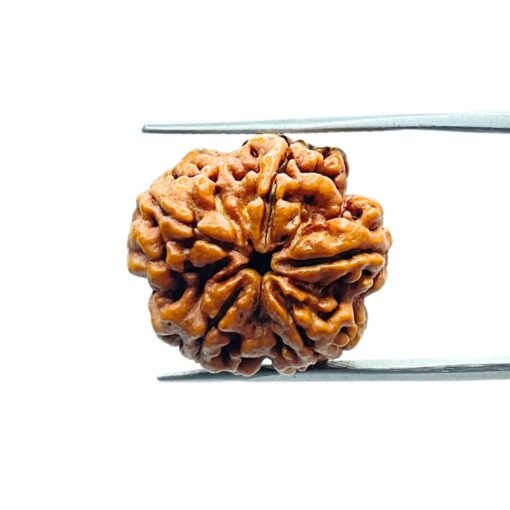 5 Mukhi Rudraksha Nepal - (15.80 Mm)