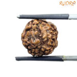 5 Mukhi Rudraksha Nepal - (17.25 MM)