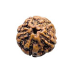 5 Mukhi Rudraksha Nepal - (17.25 MM)