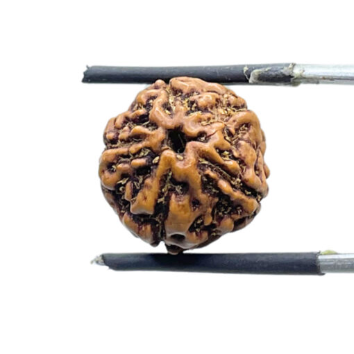 5 Mukhi Rudraksha Nepal - (17.25 MM)