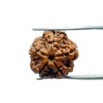 5 Mukhi Rudraksha Nepal - (17.50 MM)