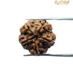 5 Mukhi Rudraksha Nepal - (17.50 MM)