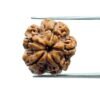 5 Mukhi Rudraksha Nepal - (17.55 Mm)