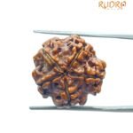 5 Mukhi Rudraksha Nepal - (18.30 MM)