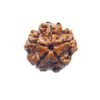 5 Mukhi Rudraksha Nepal - (18.30 Mm)