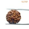 5 Mukhi Rudraksha Nepal - (18.30 Mm)