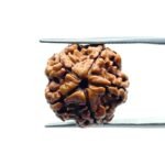 5 Mukhi Rudraksha Nepal - (18.50 MM)