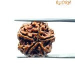 5 Mukhi Rudraksha Nepal - (18.50 MM)