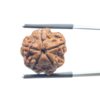 5 Mukhi Rudraksha Nepal - (18.52 MM)