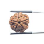 5 Mukhi Rudraksha Nepal - (18.52 MM)